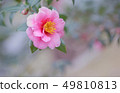 Sasanqua 49810813