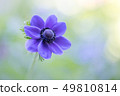 Anemones 49810814
