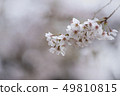 Cherry Blossoms	 49810815
