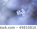 Cherry Blossoms	 49810816