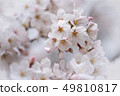 Cherry Blossoms	 49810817