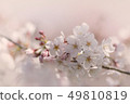 Cherry Blossoms	 49810819