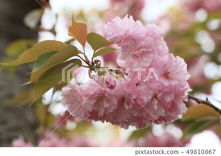 櫻花 49810867