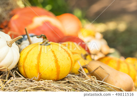 Bunch of pumpkins for sale Bunch of pumpkins for sale 49811516