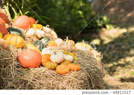 Bunch of pumpkins for sale 49811517