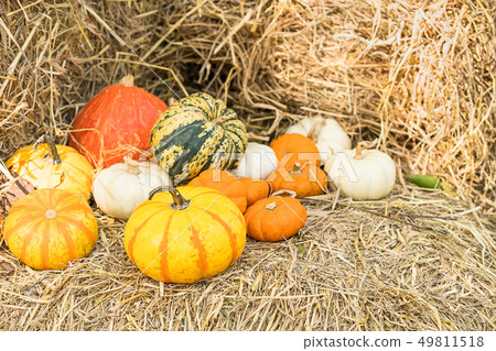 Bunch of pumpkins for sale 49811518