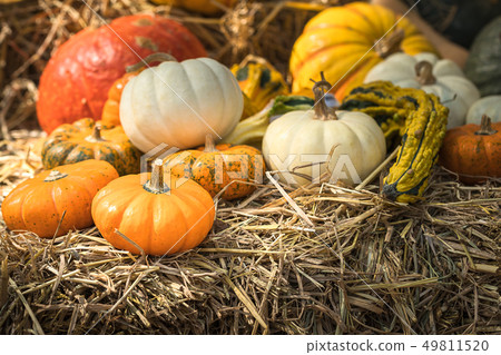 Bunch of pumpkins for sale Bunch of pumpkins for sale 49811520