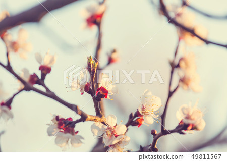 Blossom cherry Blossom cherry 49811567