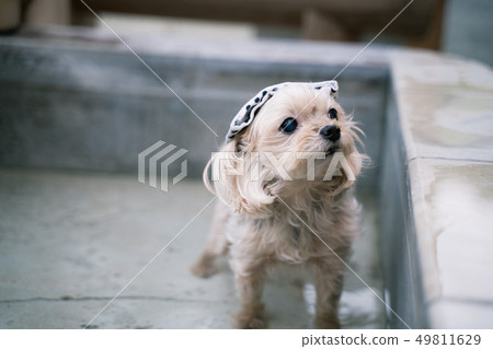 Dog's footbath Dog's footbath 49811629