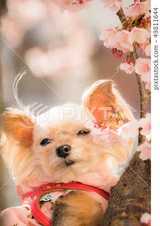Cherry blossoms 49811644