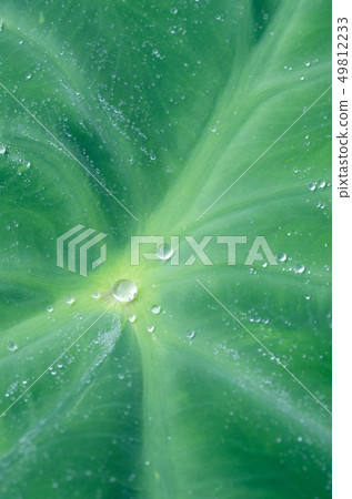 Polka dot water drop taro leaf Polka dot water drop taro leaf 49812233