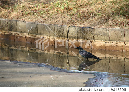 代代木公園的一隻烏鴉 49812506