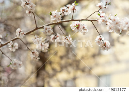 Floral natural background spring time season. Blooming apple tree. Floral natural background spring time season. Blooming apple tree. 49813177