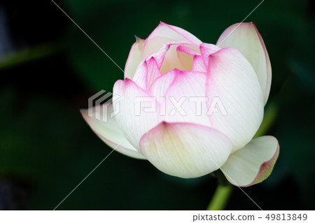 蓮花蓮花 蓮花蓮花 49813849