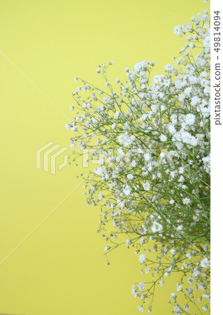 美麗的春天的花朵，生活珊瑚色康乃馨，槲寄生，玫瑰 49814094