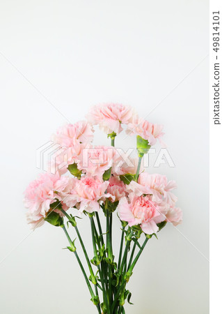 美麗的春天的花朵,生活珊瑚色康乃馨,槲寄生,玫瑰 美麗的春天的花朵,生活珊瑚色康乃馨,槲寄生,玫瑰 49814101