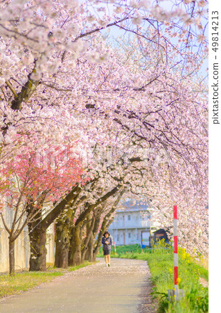 日本風景 一排櫻花和油菜花 照片素材 圖片 圖庫