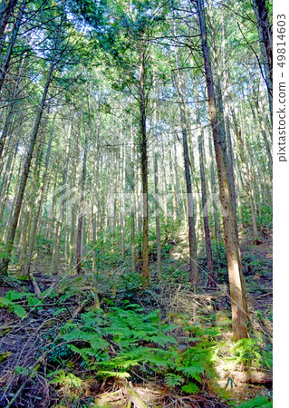 Hinoki stand 49814603