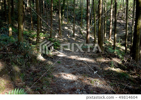 森林公路在柏森林裡 森林公路在柏森林裡 49814604