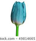 cyan tulip flower isolated on a white background 49814665