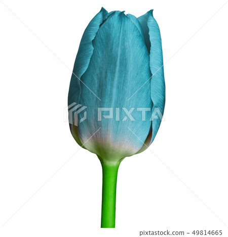 cyan tulip flower isolated on a white background 49814665