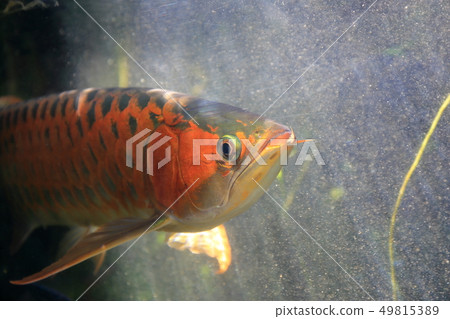 Asia Arowana Shooting permission · Cooperation: Aquamarine Fukushima 49815389