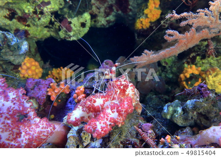 Coral reef sea Shrimp Shooting permission / Cooperation: Aquamarine Fukushima Coral reef sea Shrimp Shooting permission / Cooperation: Aquamarine Fukushima 49815404