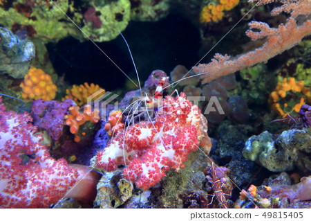 Coral reef sea Shrimp Shooting permission / Cooperation: Aquamarine Fukushima 49815405