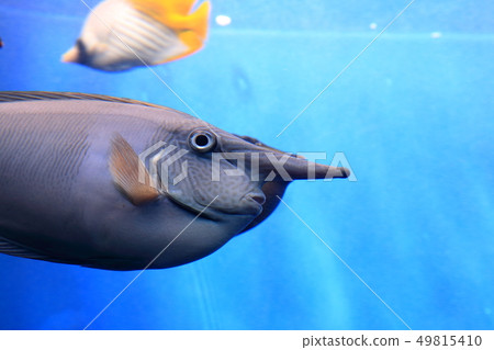 Coral reef sea Tsumaritenguhagi Shooting permission · Cooperation: Aquamarine Fukushima Coral reef sea Tsumaritenguhagi Shooting permission · Cooperation: Aquamarine Fukushima 49815410