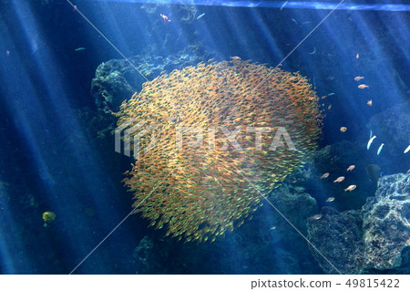 海上拍攝許可/合作的珊瑚礁水域:海藍寶石福島 海上拍攝許可/合作的珊瑚礁水域:海藍寶石福島 49815422