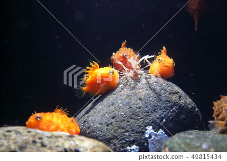 Oyashio Ice Box Namedango射擊許可/合作：Aquamarine Fukushima 49815434