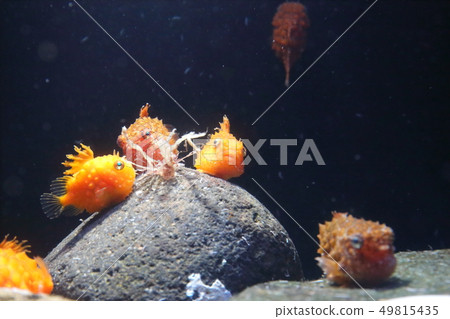 Oyashio Ice Box Namedango射擊許可/合作:Aquamarine Fukushima Oyashio Ice Box Namedango射擊許可/合作:Aquamarine Fukushima 49815435