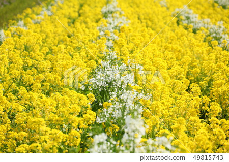 強姦開花 49815743