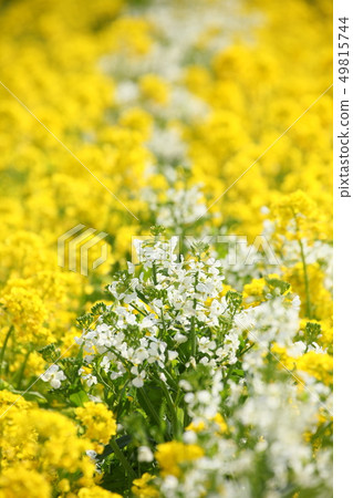 Rape blossoms 49815744