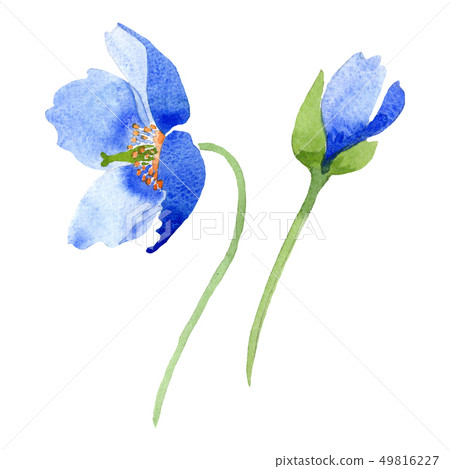 Blue poppy floral botanical flowers. Watercolor background illustration set. Isolated poppies Blue poppy floral botanical flowers. Watercolor background illustration set. Isolated poppies 49816227