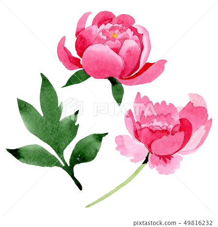 Pink peony floral botanical flowers. Watercolor background illustration set. Isolated peonies Pink peony floral botanical flowers. Watercolor background illustration set. Isolated peonies 49816232