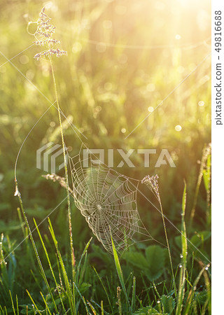 Plants with web Plants with web 49816688