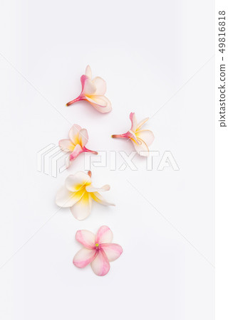 Plumeria or Frangipani Flowers Isolated on white 49816818