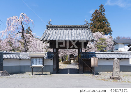 Shoshoji松本市在春天 Shoshoji松本市在春天 49817371