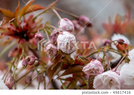closeup fruit tree pink flowers spring blossom 49817416
