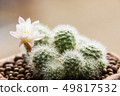 Rebutia Albiflora, cactus 49817532