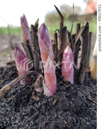 Young asparagus sprouts in the garden. Young asparagus sprouts in the garden. 49817651