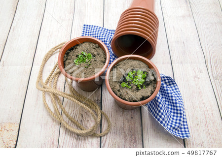 Seedlings of begonias is growing in plastic pots. 49817767