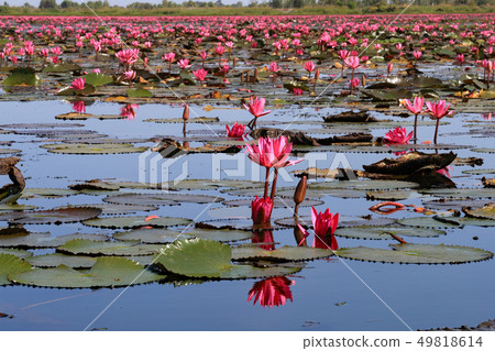 Nonhan湖蓮花 Nonhan湖蓮花 49818614
