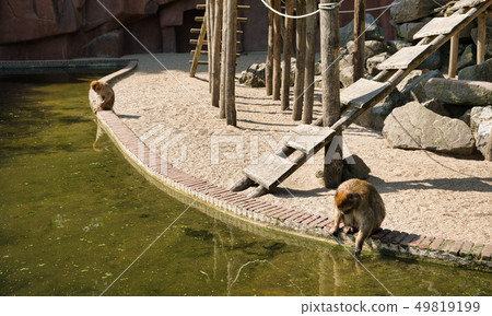The monkey playground next to water in zoo The monkey playground next to water in zoo 49819199