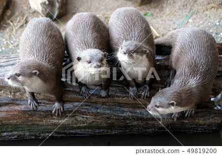 Group of funny oriental small-clawed otter looking Group of funny oriental small-clawed otter looking 49819200