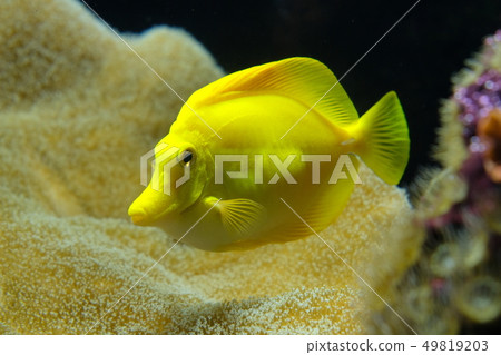 Zebrasoma is a genus of surgeonfishes native to 49819203