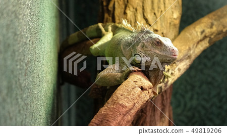 closeup of a chameleon on a branch, colorful closeup of a chameleon on a branch, colorful 49819206