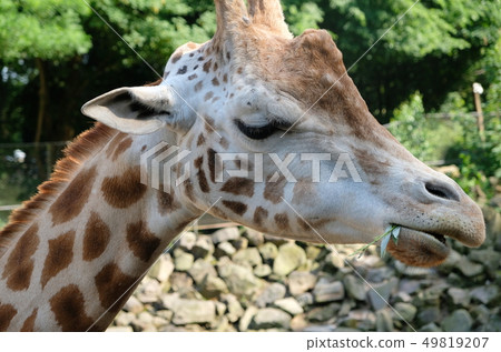 African Giraffe Giraffa camelopardalis. The African Giraffe Giraffa camelopardalis. The 49819207
