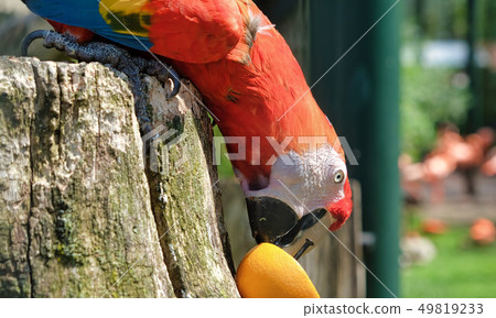 Vibrant parrot eating an orange in the zoo Vibrant parrot eating an orange in the zoo 49819233